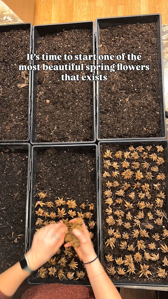 It’s time to get your ranunculus pre-sprouted for fall planting! If you ...