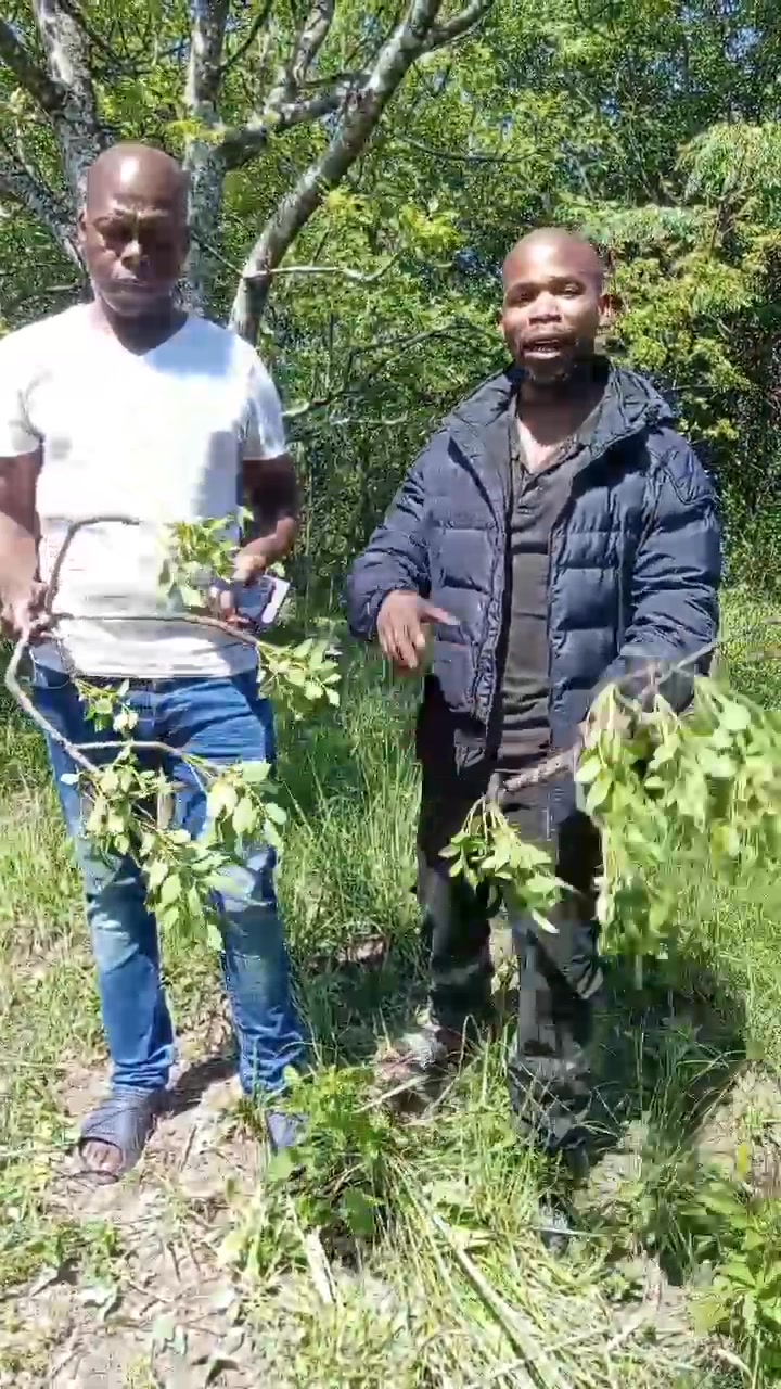 Umkhamba ledlozi or Isthunywa | Sivusa Ikhaya Ngekhubalo | Facebook