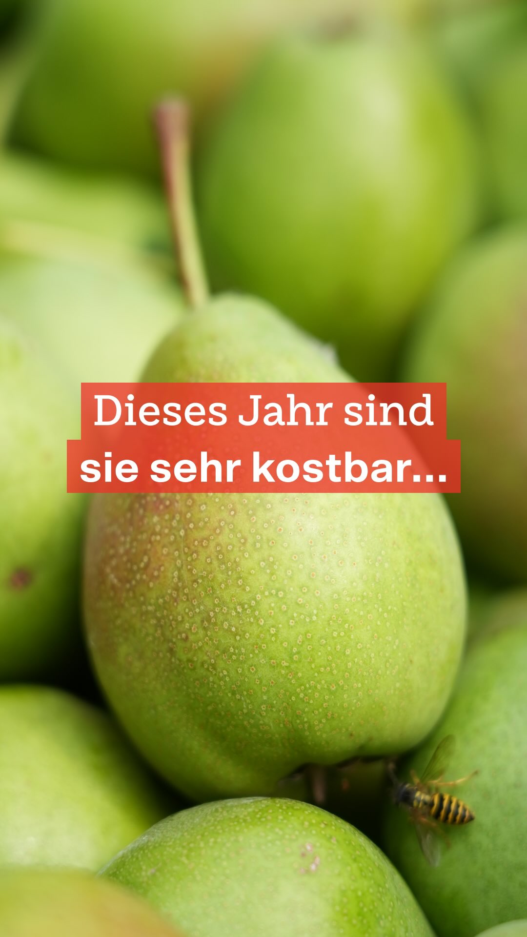 Unsere Birnbäume sind schon etwas Besonderes, nicht nur weil sie schon sooo alt sind und eine ganz besondere Atmosphäre im Café-Garten erschaffen. Sie tragen jedes Jahr Früchte 🍐 – aber mal viel, mal