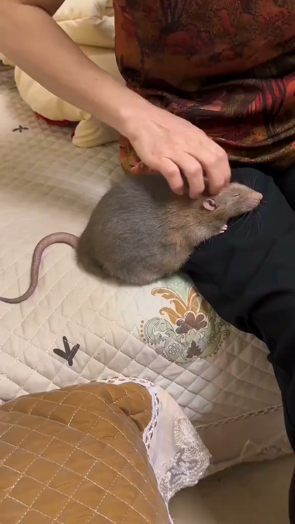 The kissing mouse, short but sweet | The Mouse family that live by