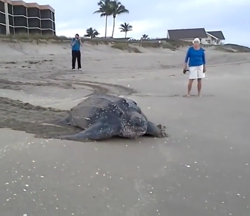 World's Largest Sea Turtle! Giant Leatherback Sea Turtle | ¡La tortuga ...