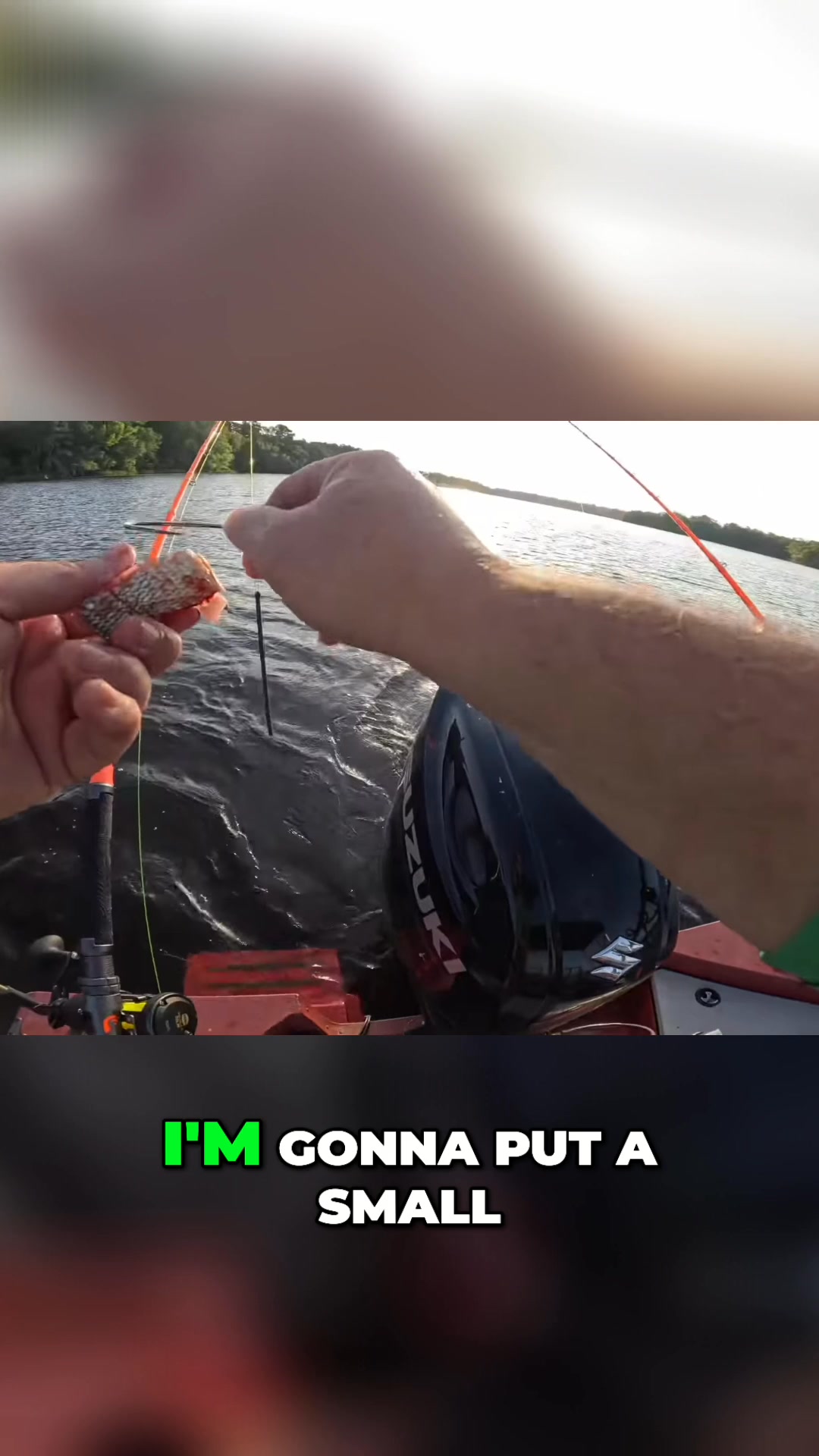 Setting up a small belly piece on a single hook dragging rig. Using a ...