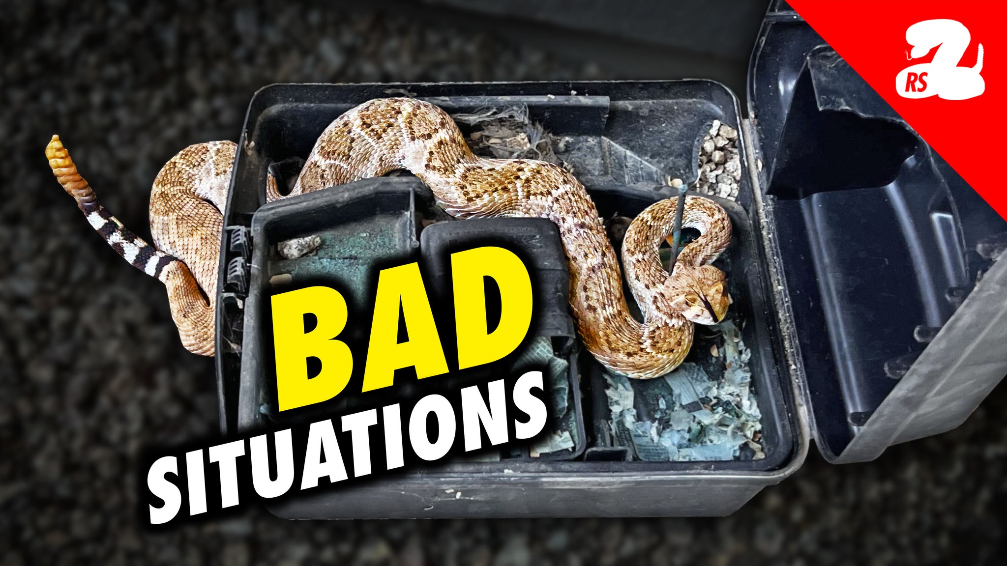 When a rattlesnake gets stressed, it can do more than just rattle