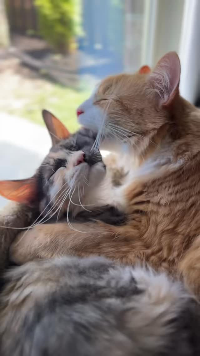 There’s something about living with cats that changes the air in a ...