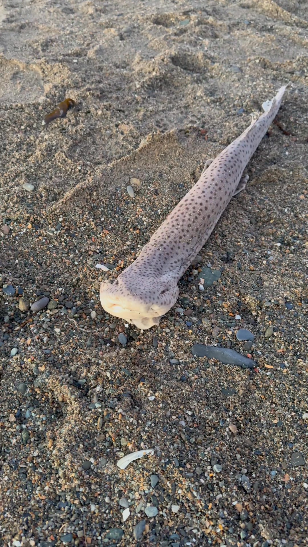Anyone know what kind of fish this is? | Zac Leonard | Facebook