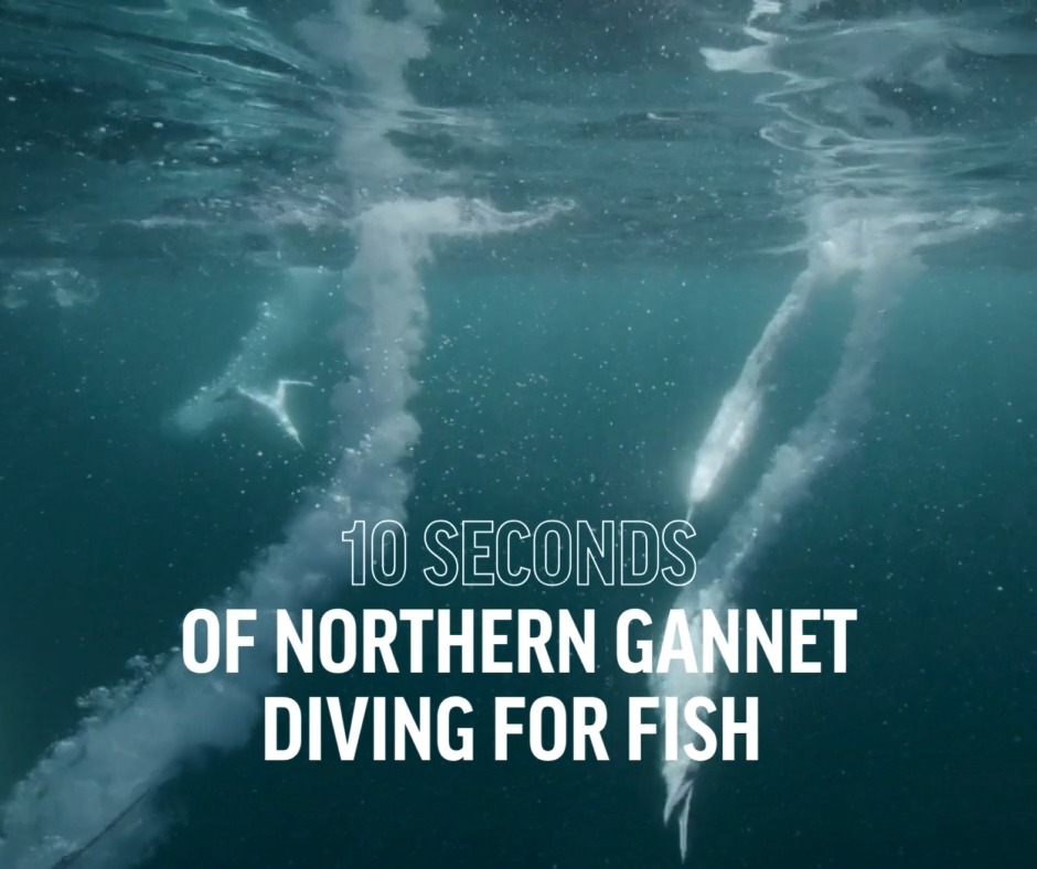 WATCH: Northern gannets are masters of the plunge dive. These large ...