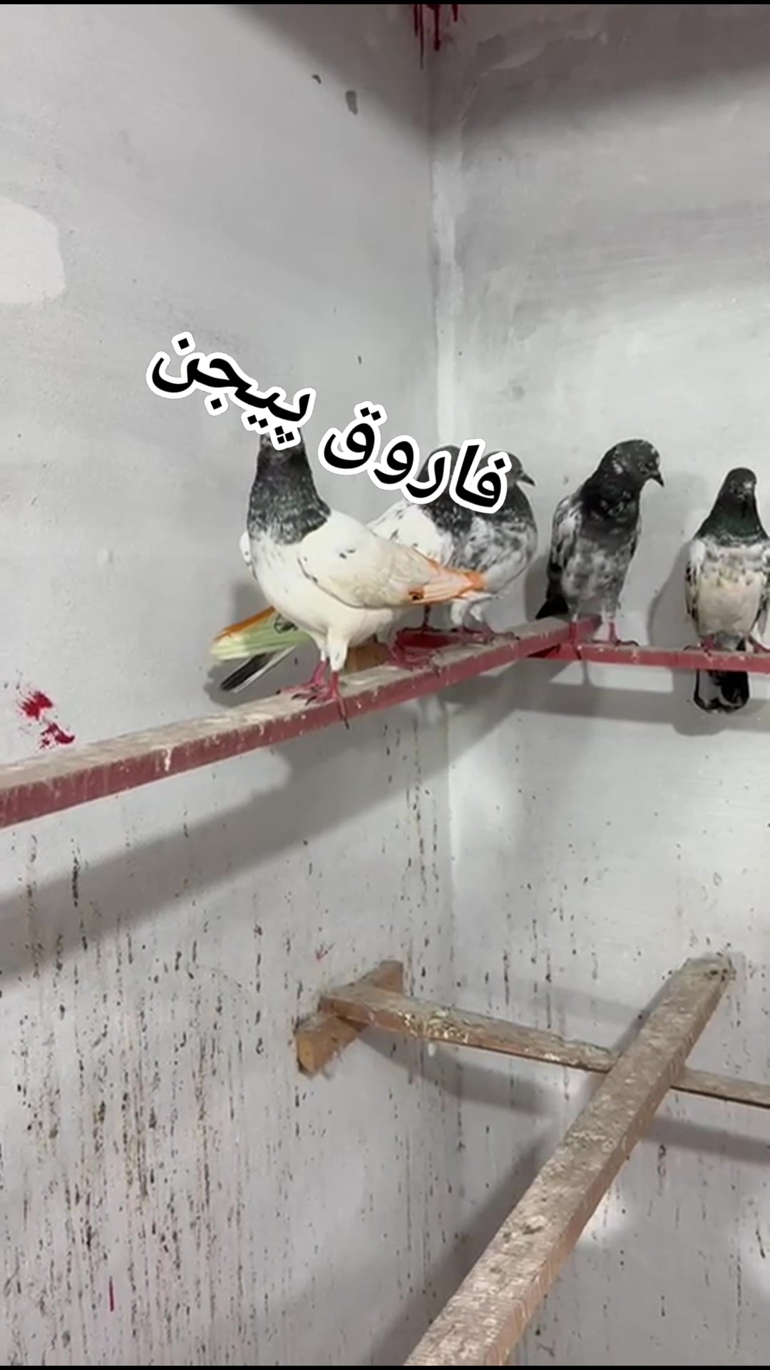 اسوج 2025 چیمپین پنجاب اور ہر دل عزیز شخصیت استاد مٹھو لالی استاد حسن