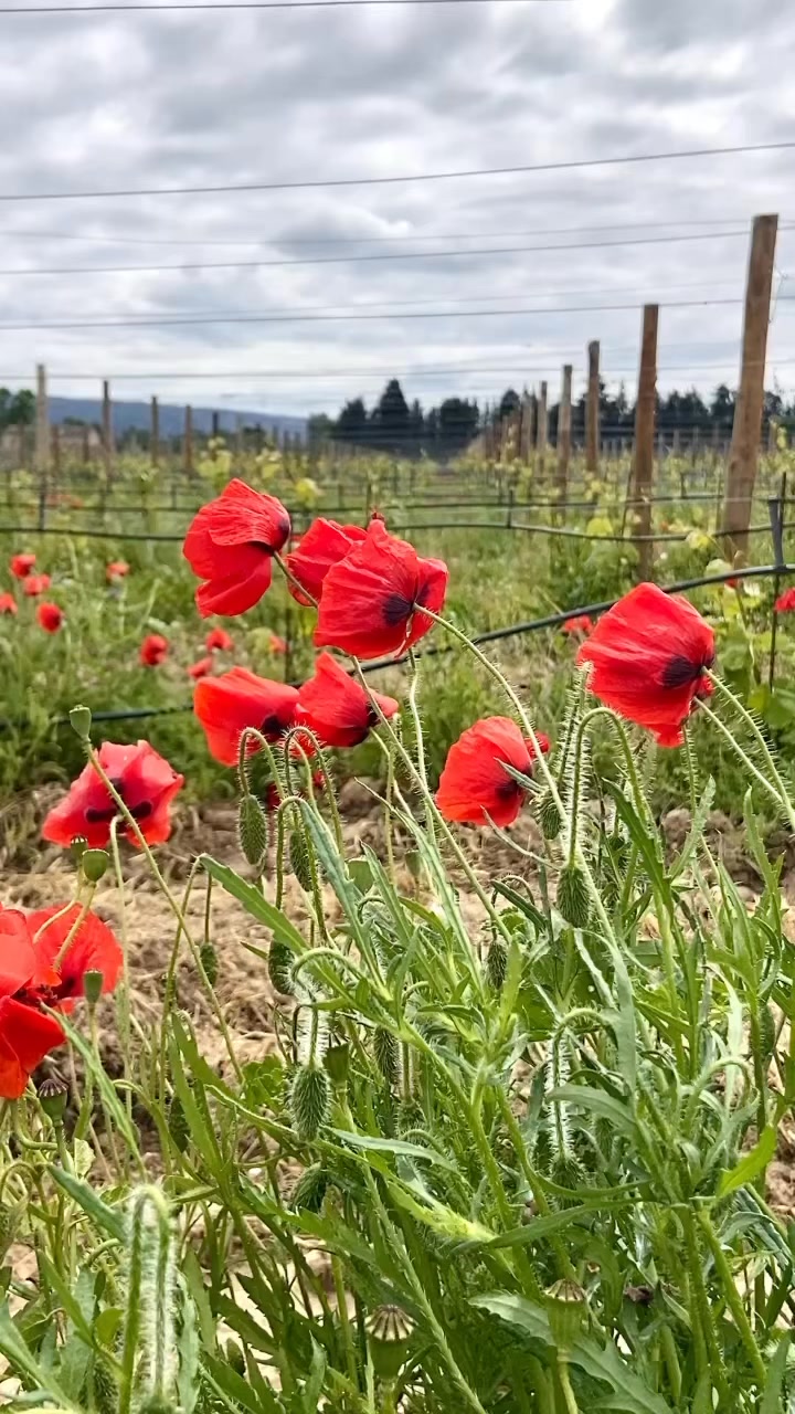 Aller voir danser les coquelicots entre les vignes… ️ Bon week-end tout ...