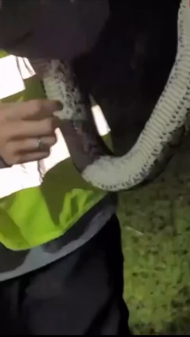 A SSSSSSLITHERING SURPRISE 🐍 Wade Gardner’s encounter with a massive 11 ...