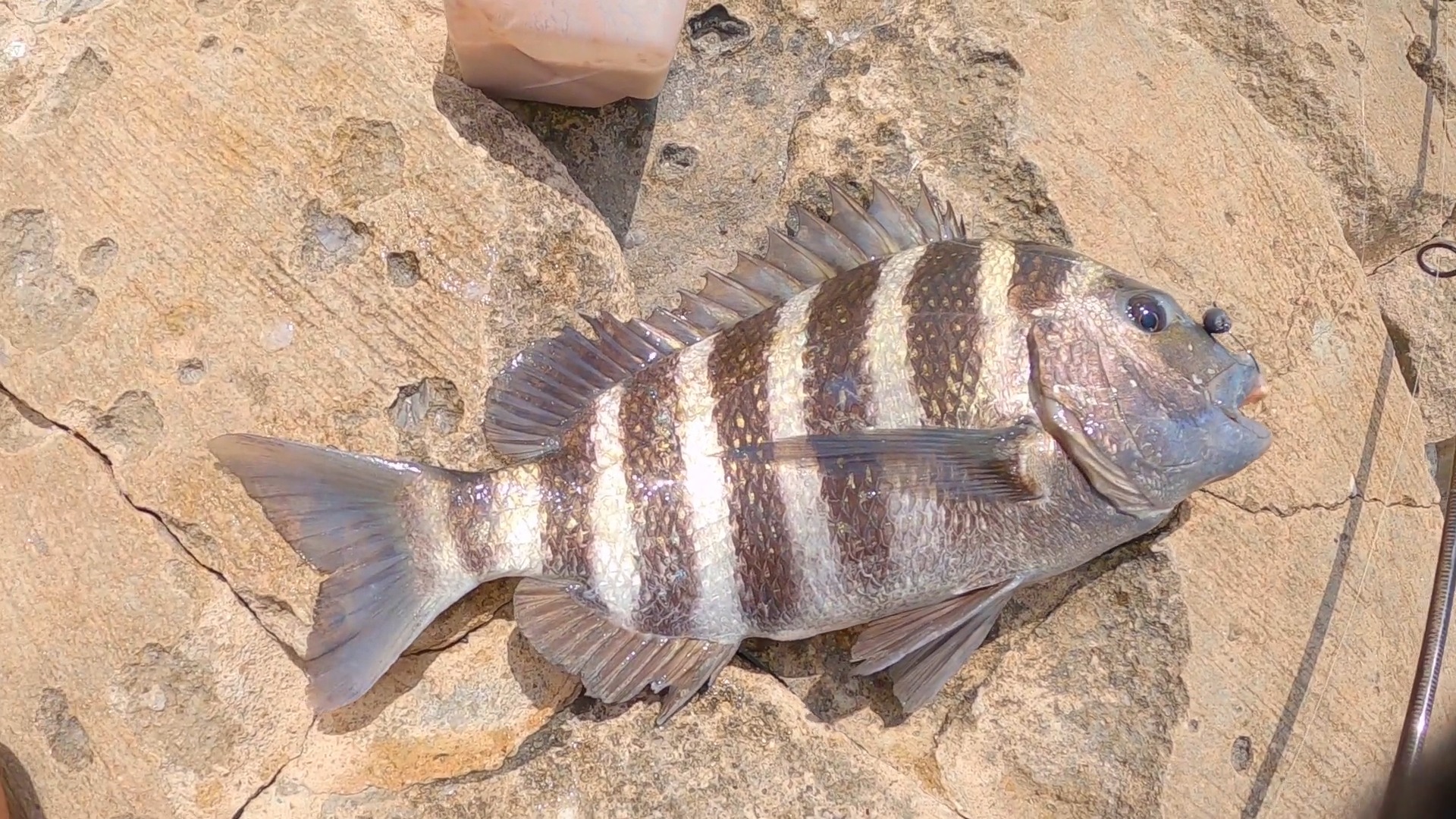 Tips For Catching Sheepshead With Shrimp | Rad Reeling Fishing | Facebook