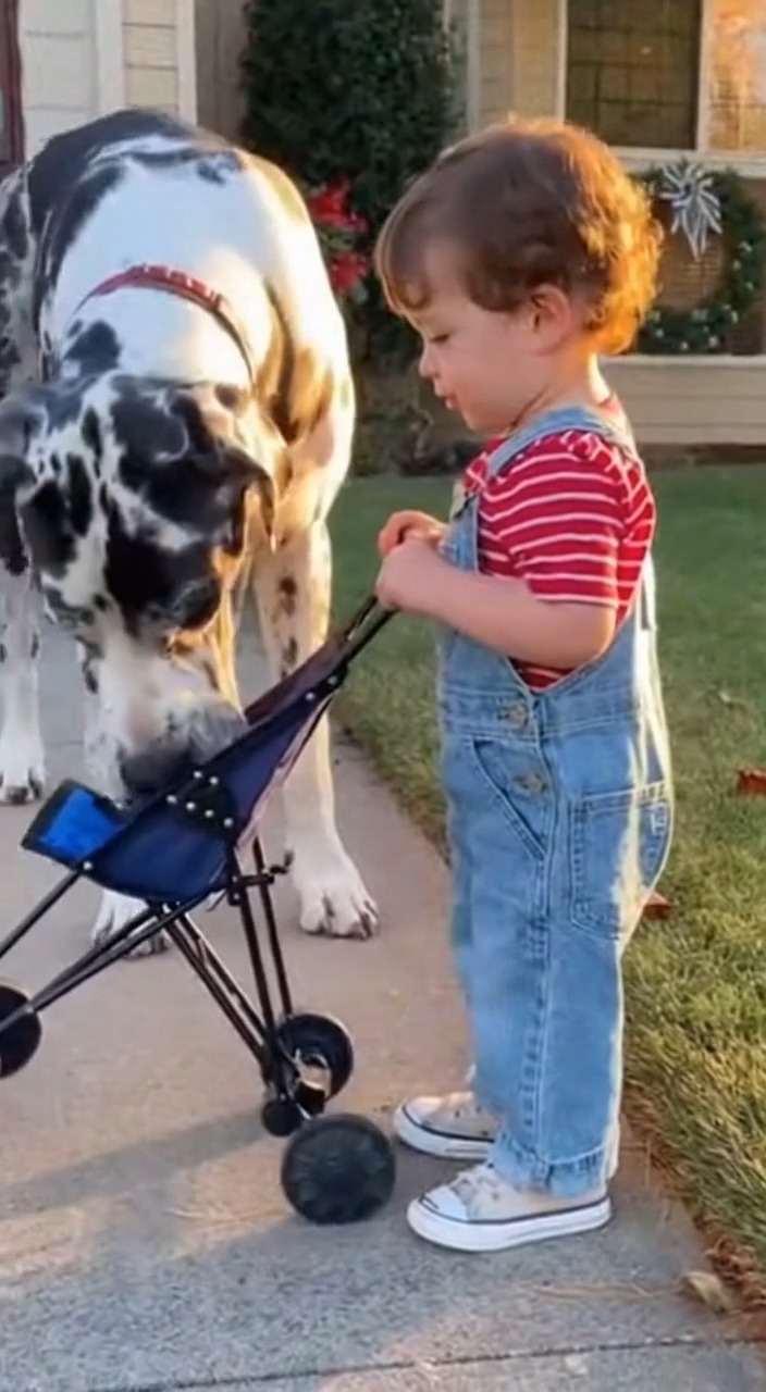 A little bump on the head won't stop this duo! 🦴🧒 Tom and Tuffy tried ...