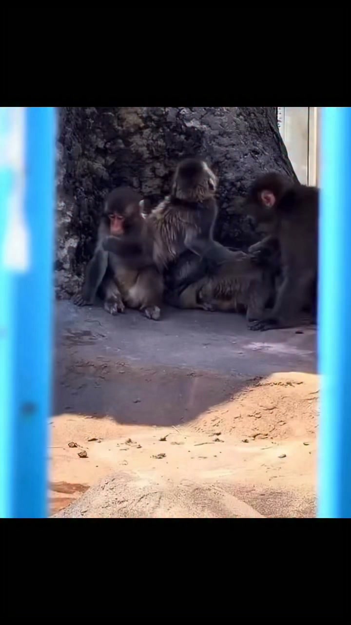 ばったちゃんページ パンチ