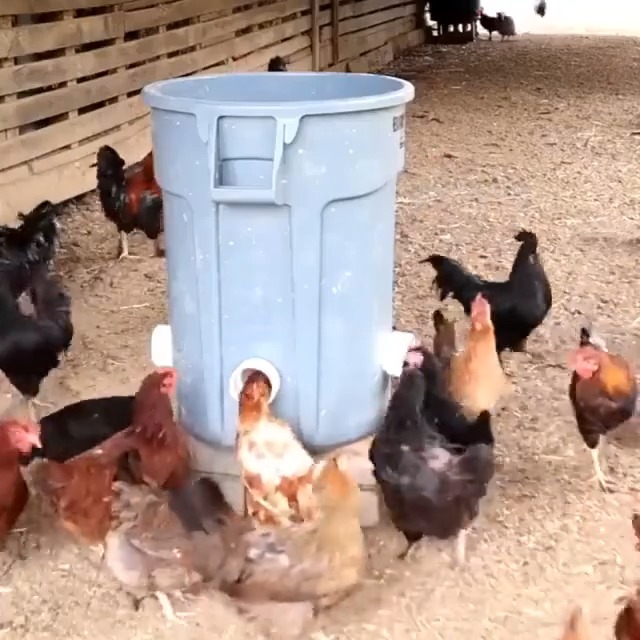 Picture Idea: Clean Convenient Feeding Solutions For Healthy Chickens No More Feed