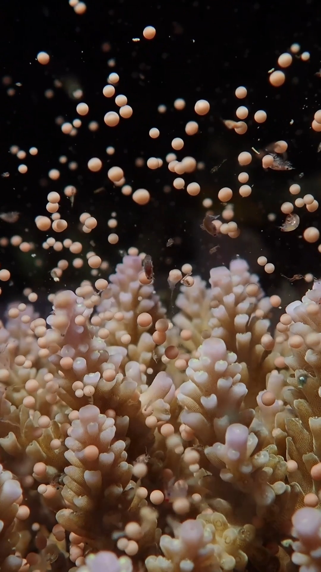 The amazing and mesmerising natural phenomenon of coral spawning - Part ...