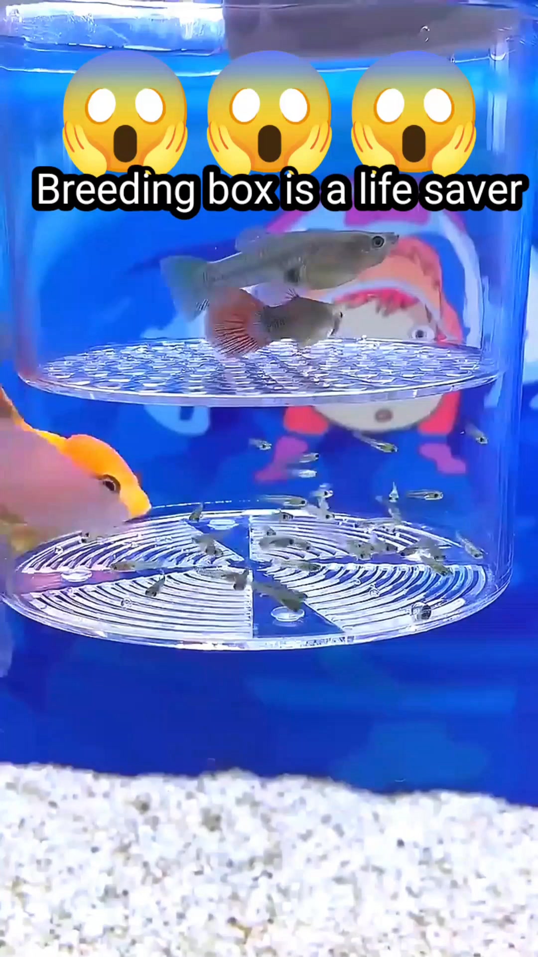 Photo inspiration: Fry Are Now Safe From The Adult Goldfish Fb Bettas Photo Inspiration