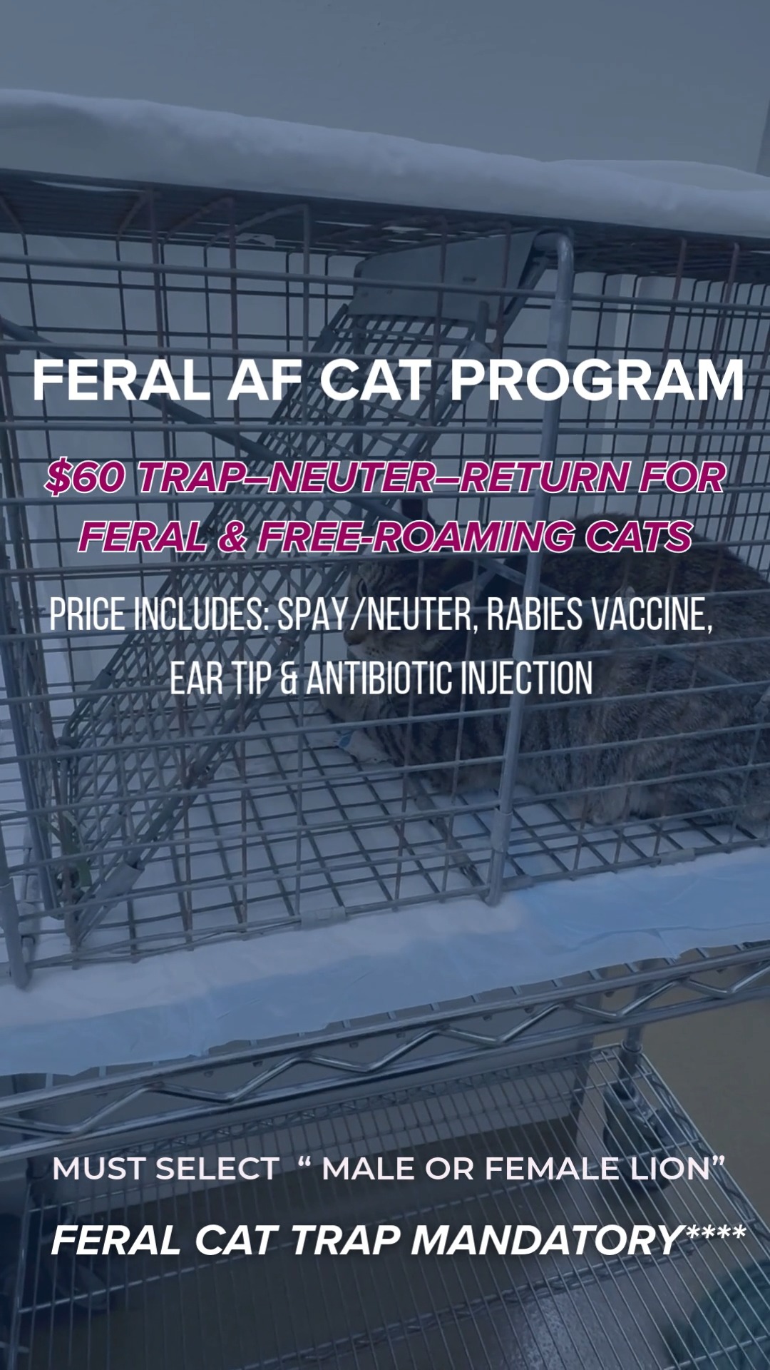 🐱 ️ Feral AF? We got you. Our $60 Trap–Neuter–Return program helps ...