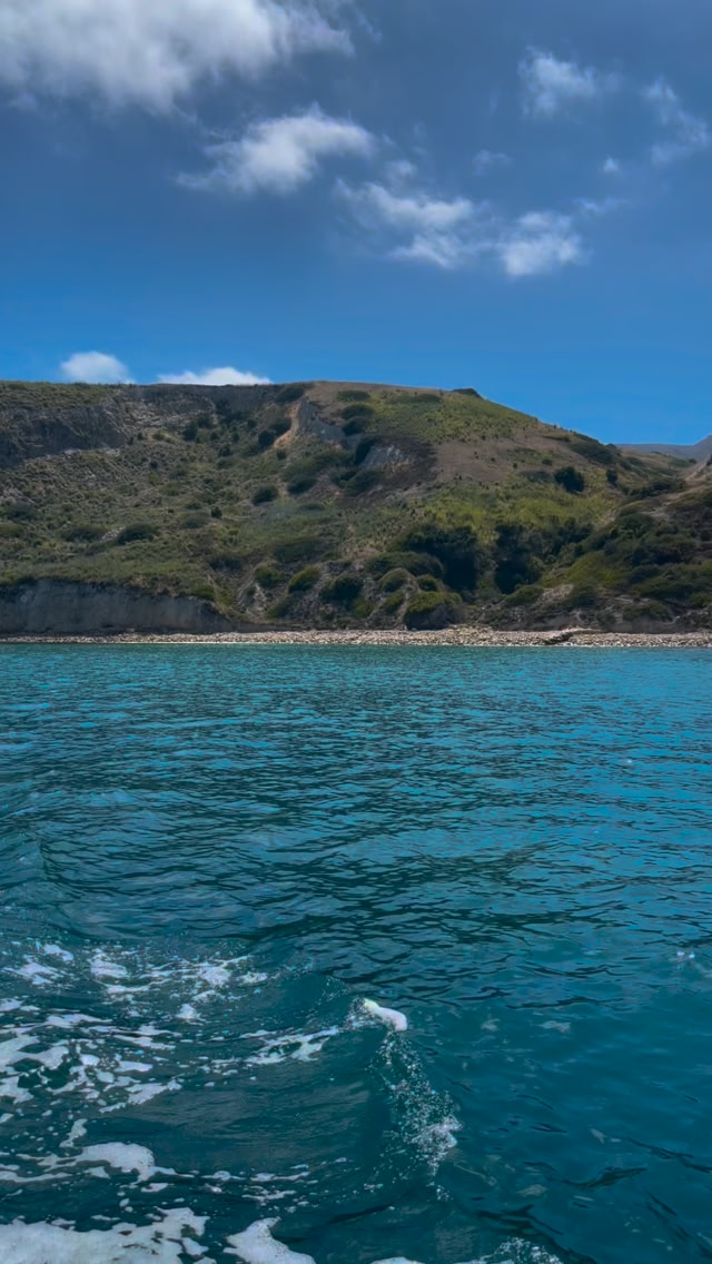 🏝️They call Channel Islands National Park the “Galapagos of