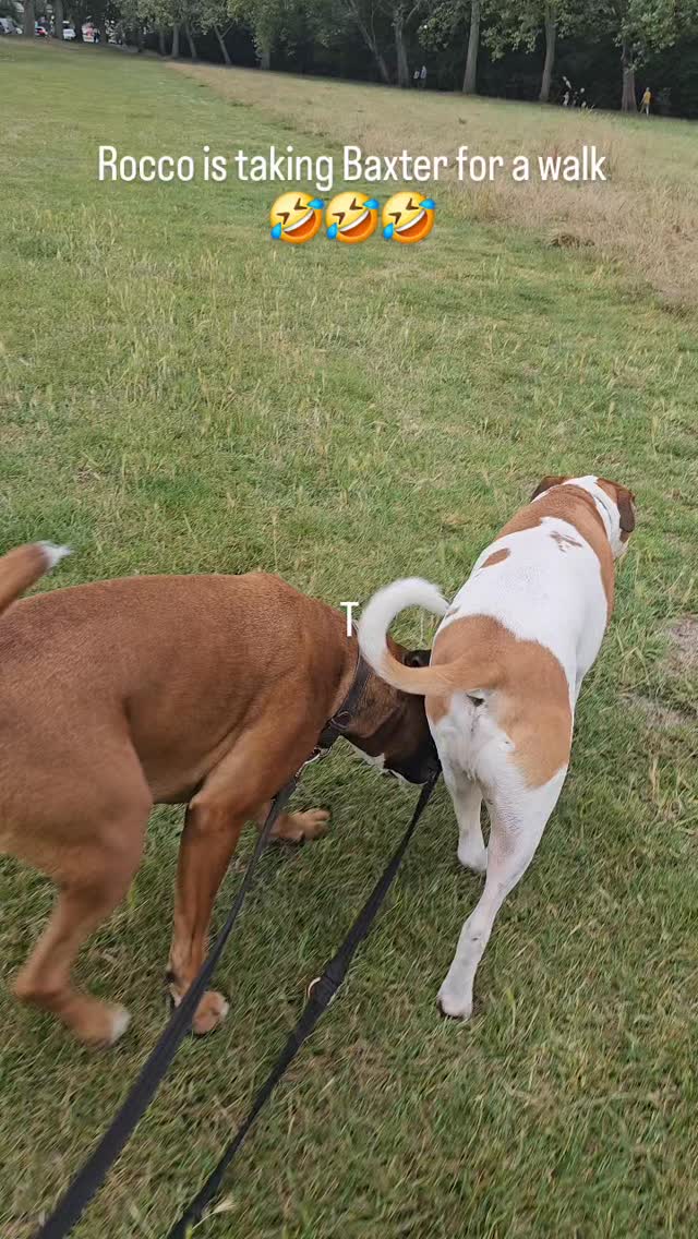 Ball explosion 🤣🤣🤣 #boxer #boxerdog #boxervideo #boxerplanet #boxer ...