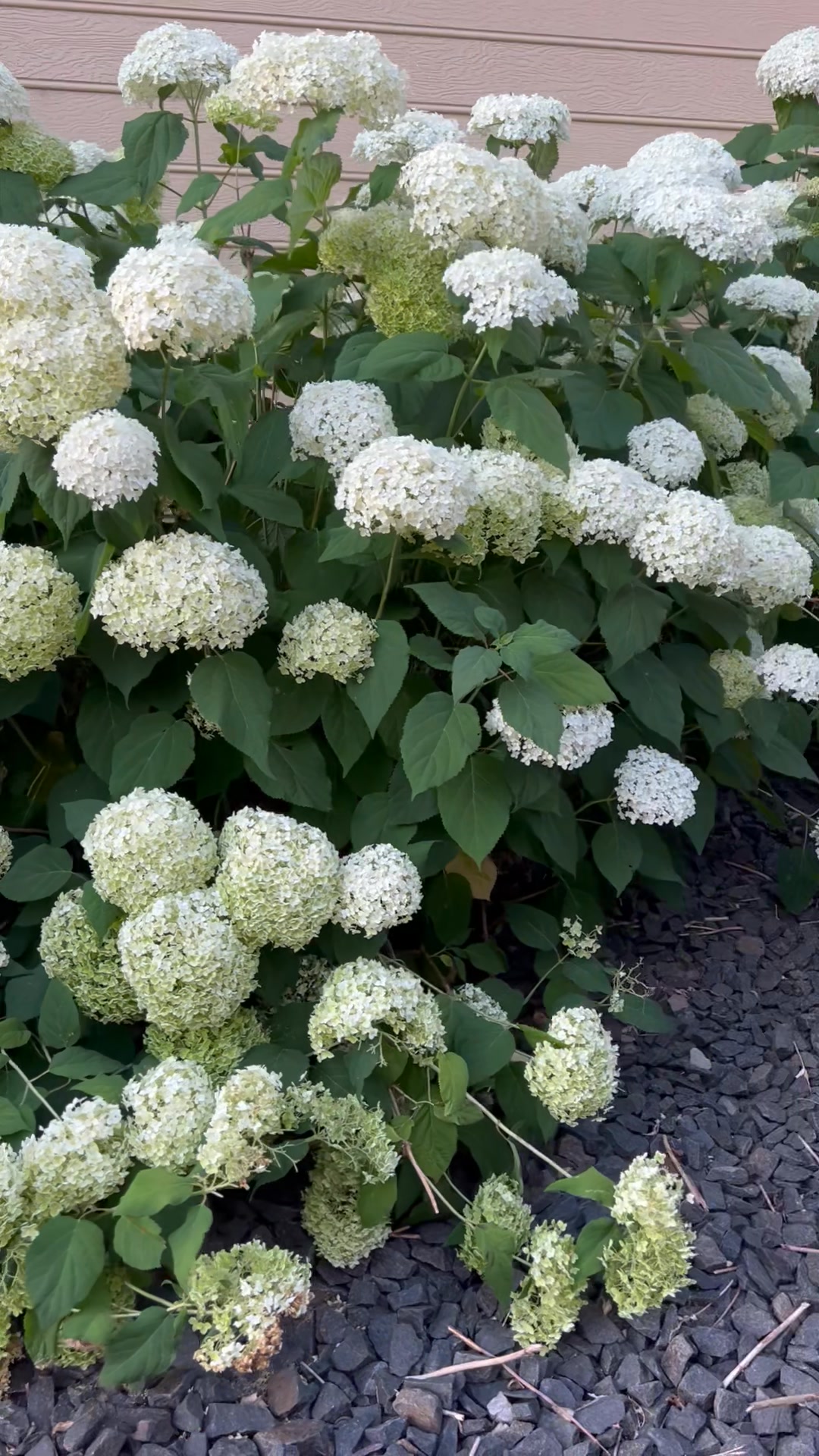 Which hydrangea is your favorite?
