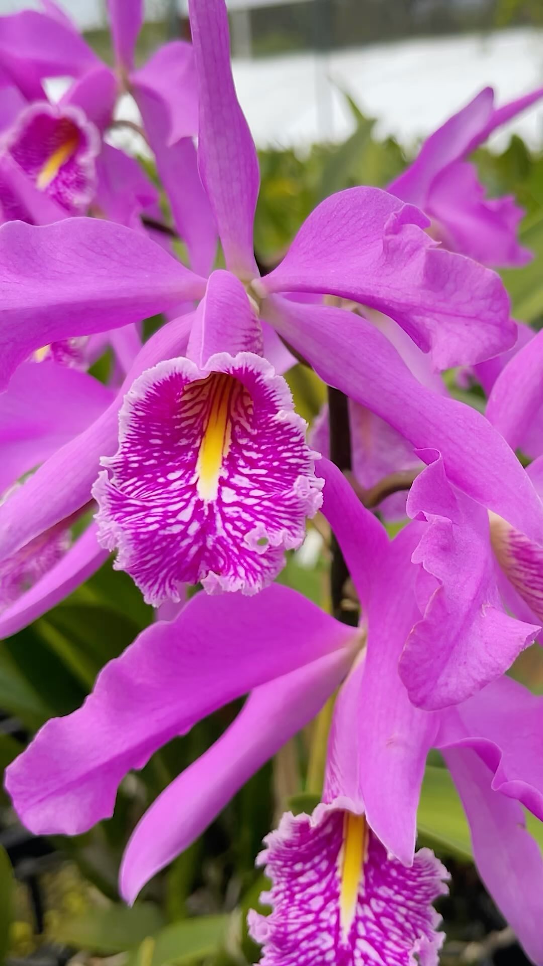c.dowiana aurea purple lip Meet Cattleya dowiana 💛 this beautiful specimen is in its first bloom and already surprises us with four impressive flowers on a single spike. This orchid is highly prized for its FLAVOR:SUMMER FLAVOR PACK
