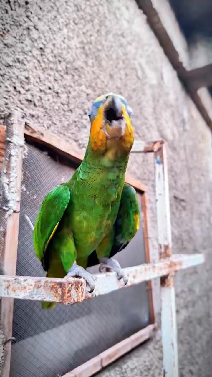 Lo mejor del loro falton #viral | ErrChamo Cristian | Facebook