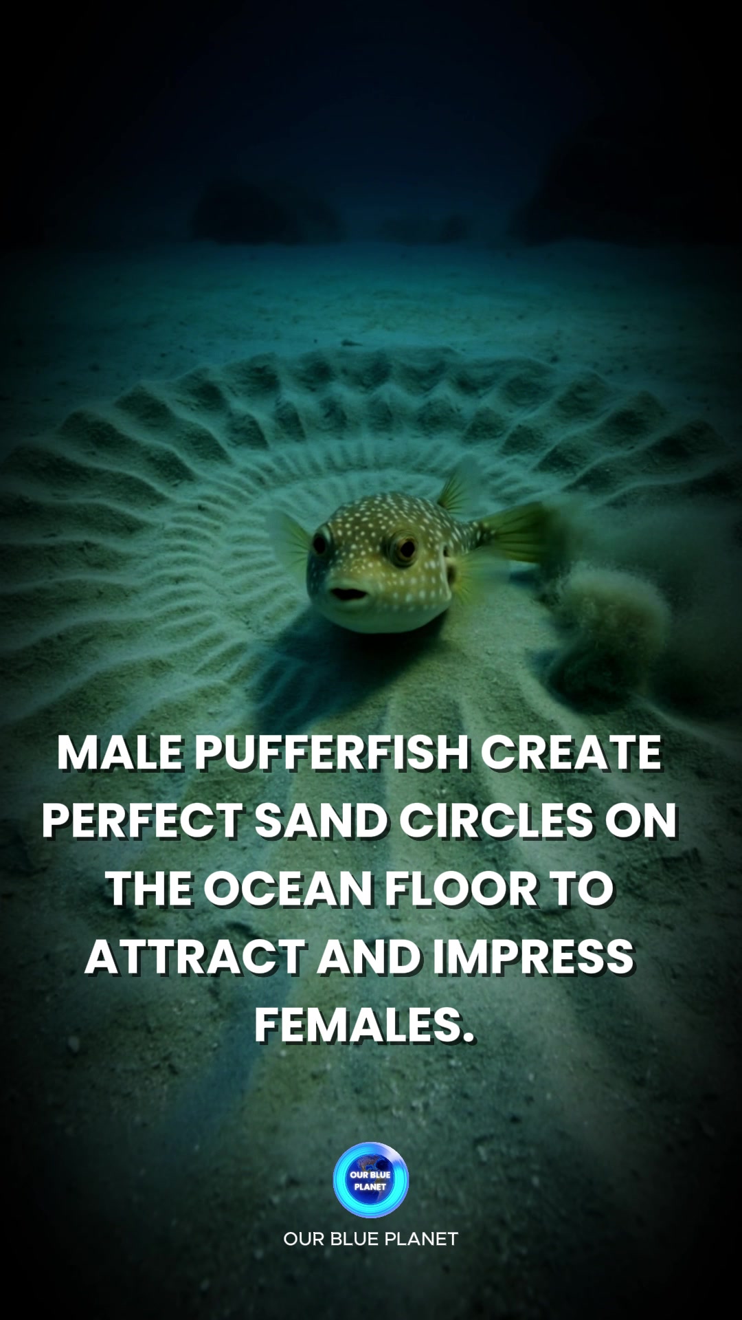 Pufferfish create intricate geometric patterns as part of their mating ...