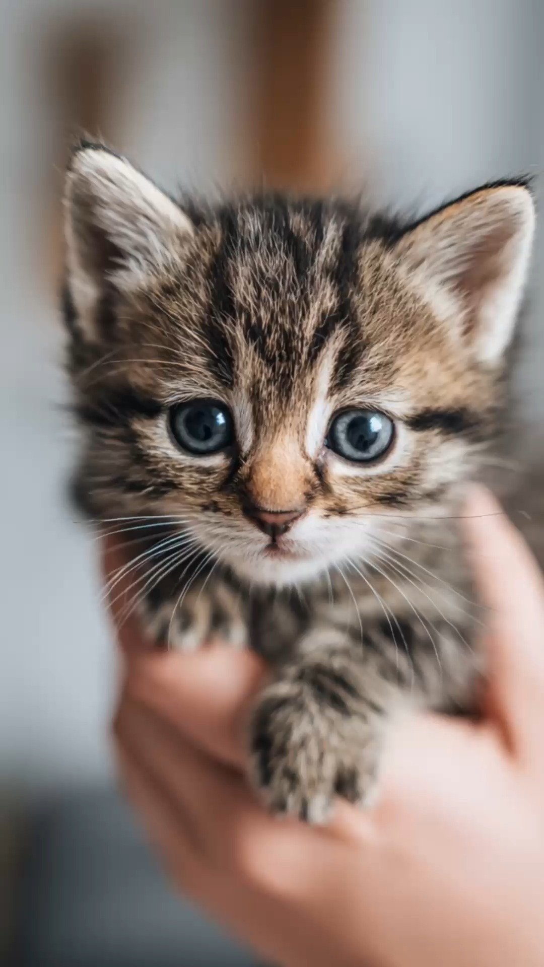 A single tiny kitten relaxes peacefully in the palm of a hand. ⭐ ...