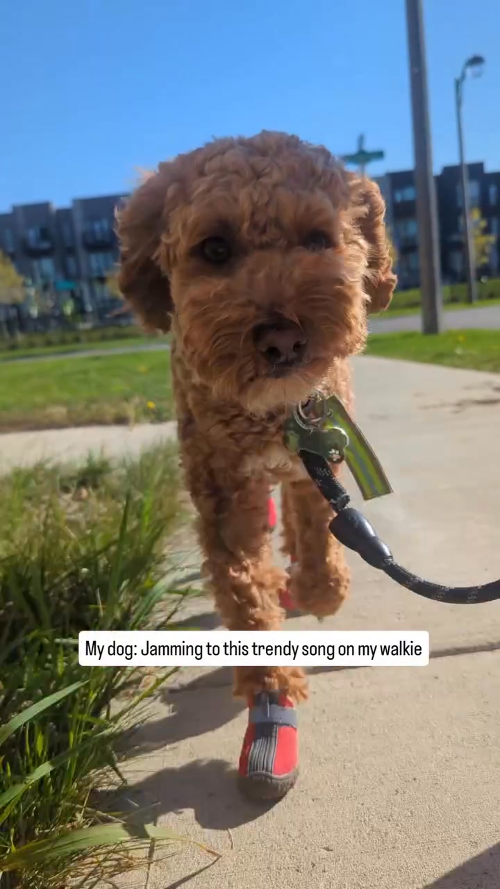 Love this video 😍 | Cockapoo Lovers | Facebook
