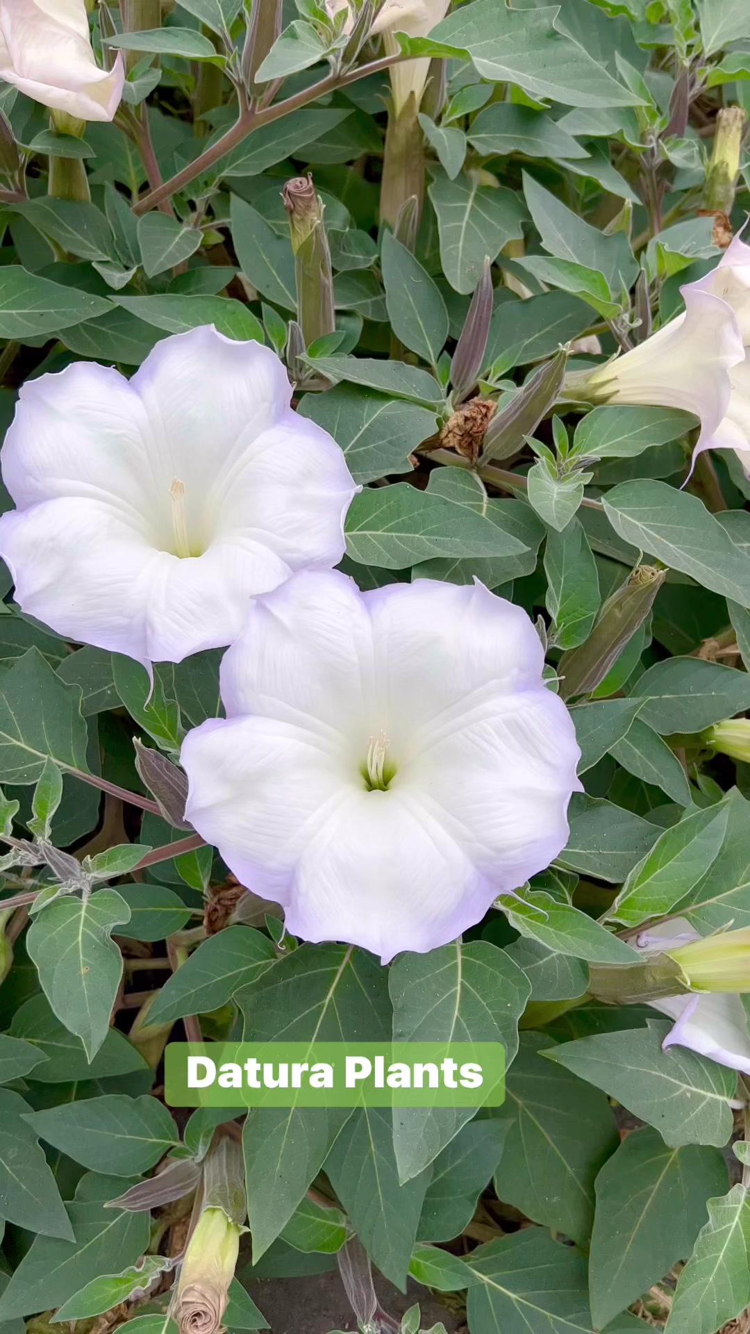 Datura species show