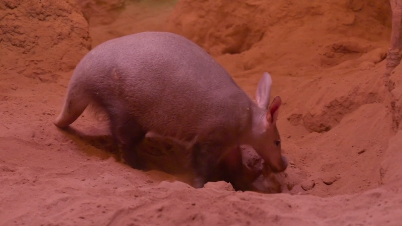 クラブ aardvark Aardvark update! Our newest addition to the Carter Giraffe