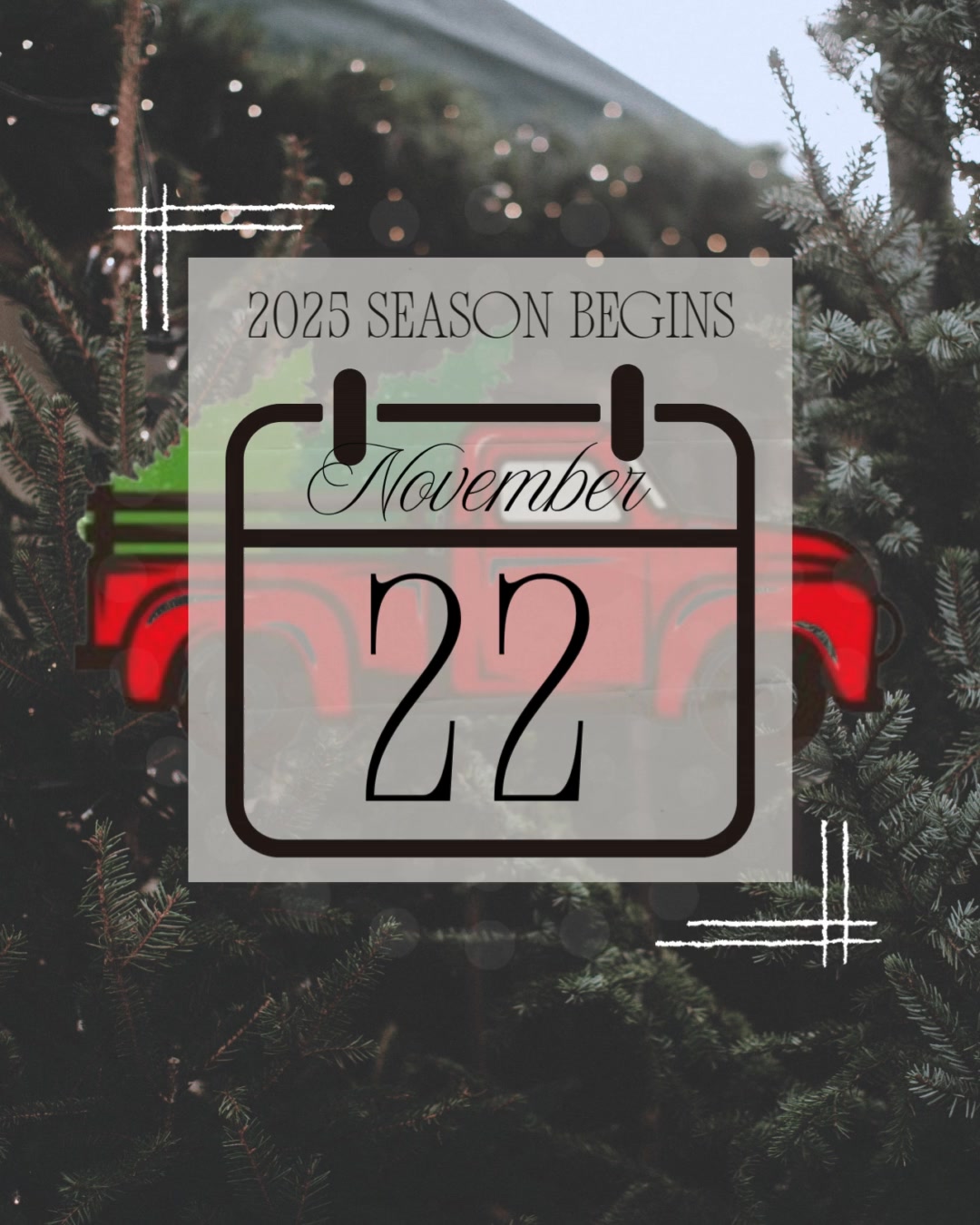 Wonderland Christmas Tree Farm | Pea Ridge AR
