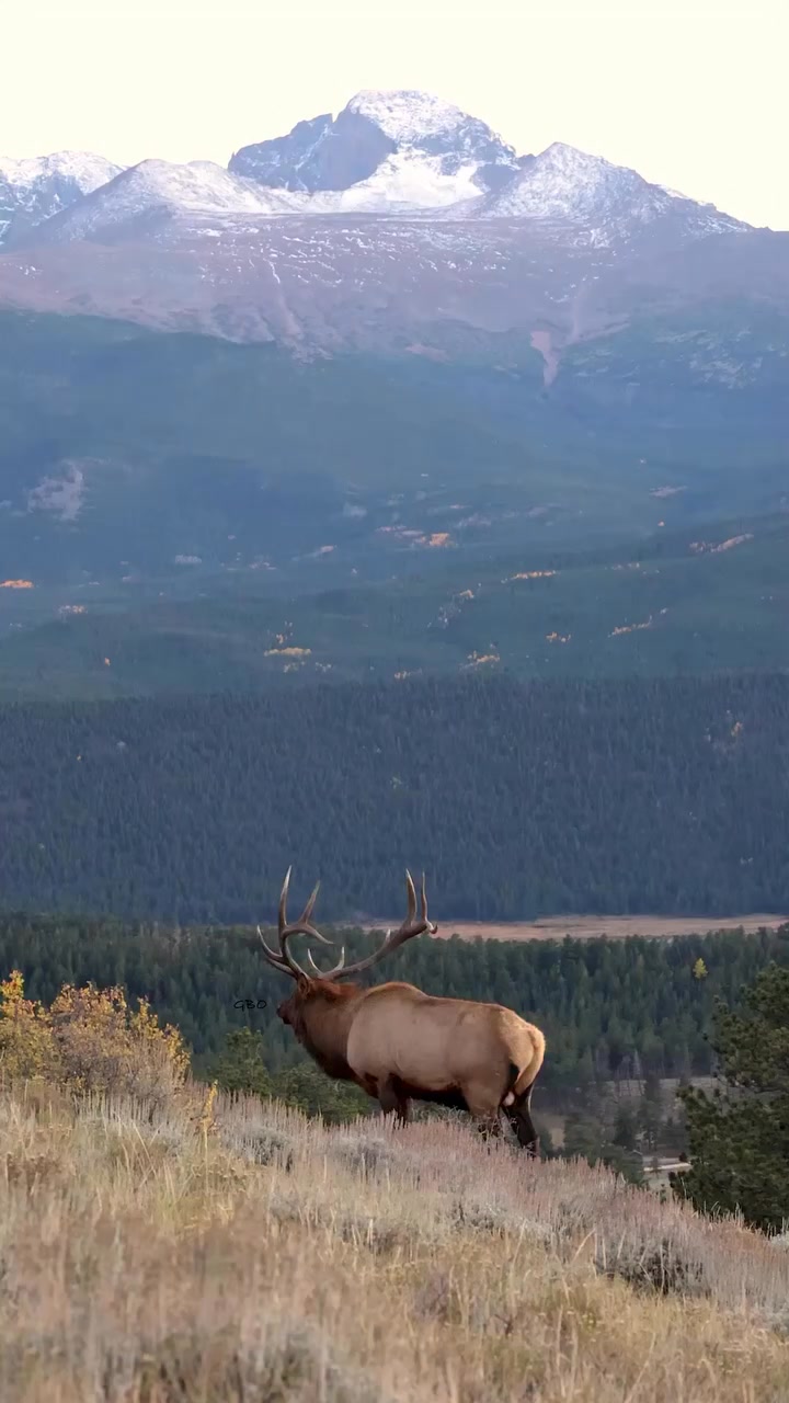 The quintessential Colorado experience! A bull elk bugles on a ridge ...
