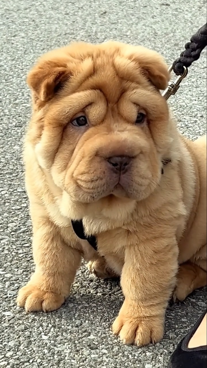 Adorable wrinkly Shar Pei puppy looks sad 🥺 #puppy #sad Prepare for ...