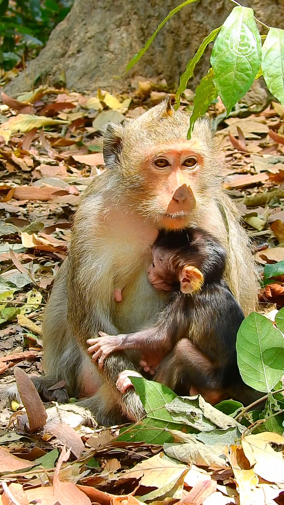 Cute baby monkey lovely monkey newborn monkey and funny monkey #Reel # ...