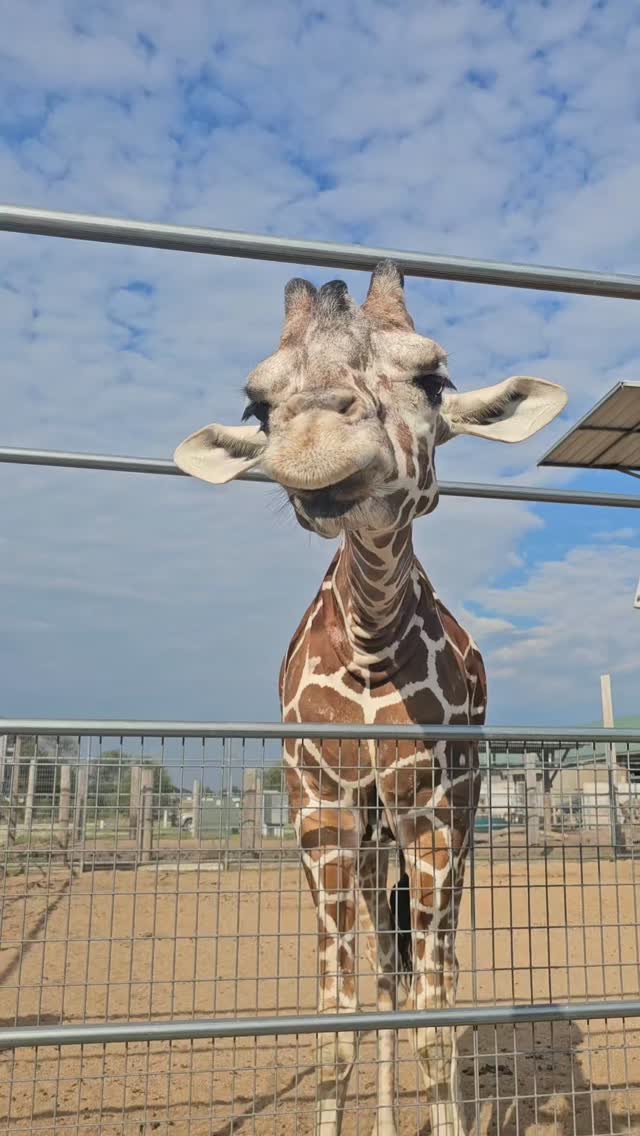 Giraffe buddy at @tanganyikawildlifepark is sooooooooooo cute ...