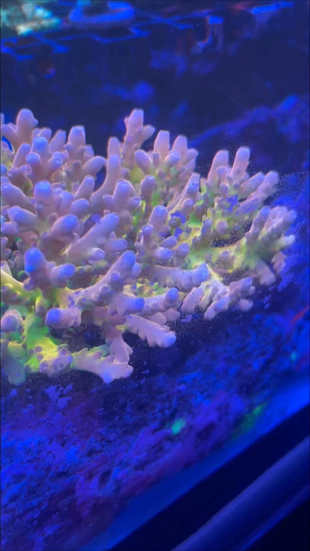 57 珊瑚57Coral