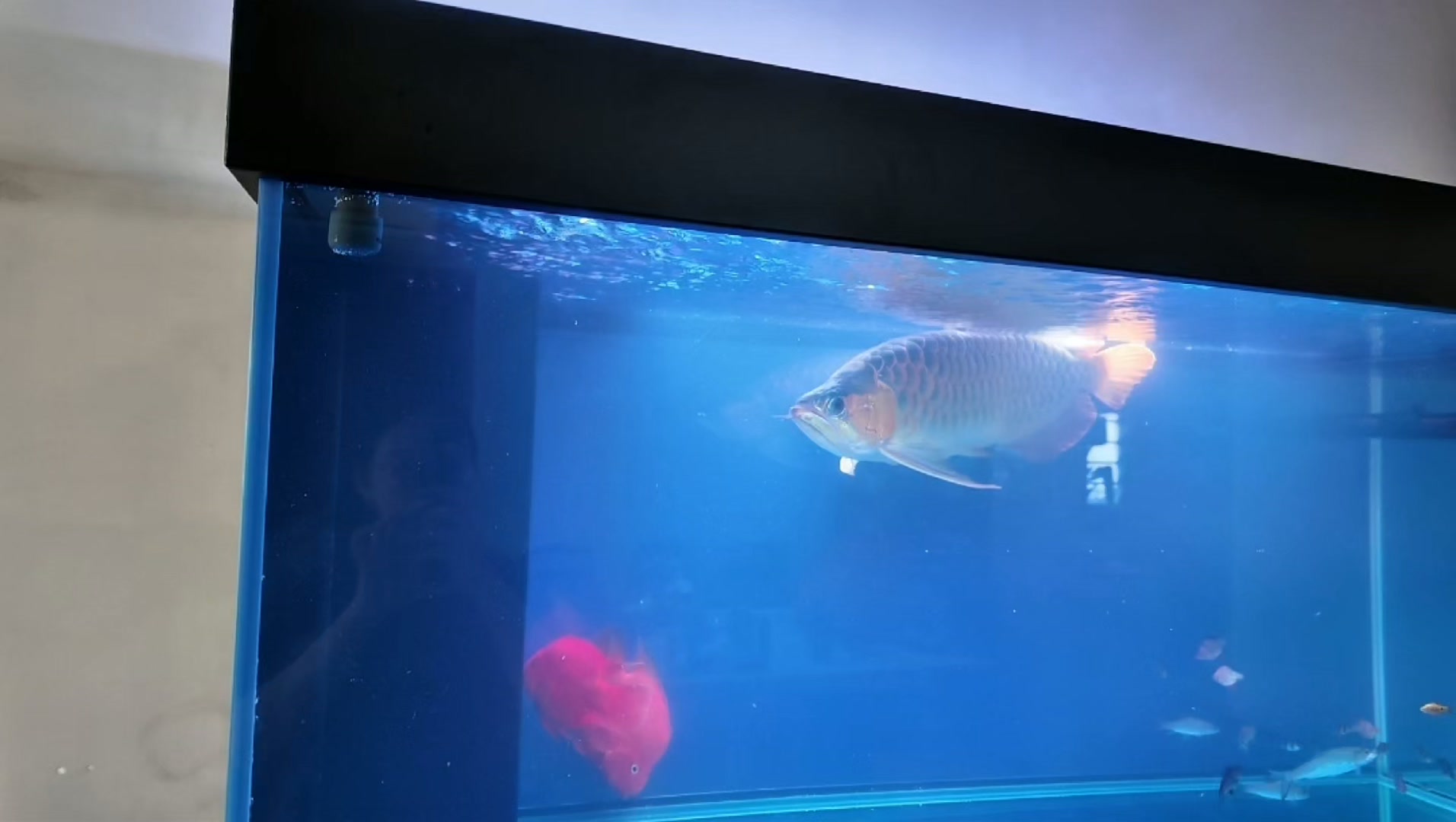 ZY Fish Tanks | Singapore Singapore