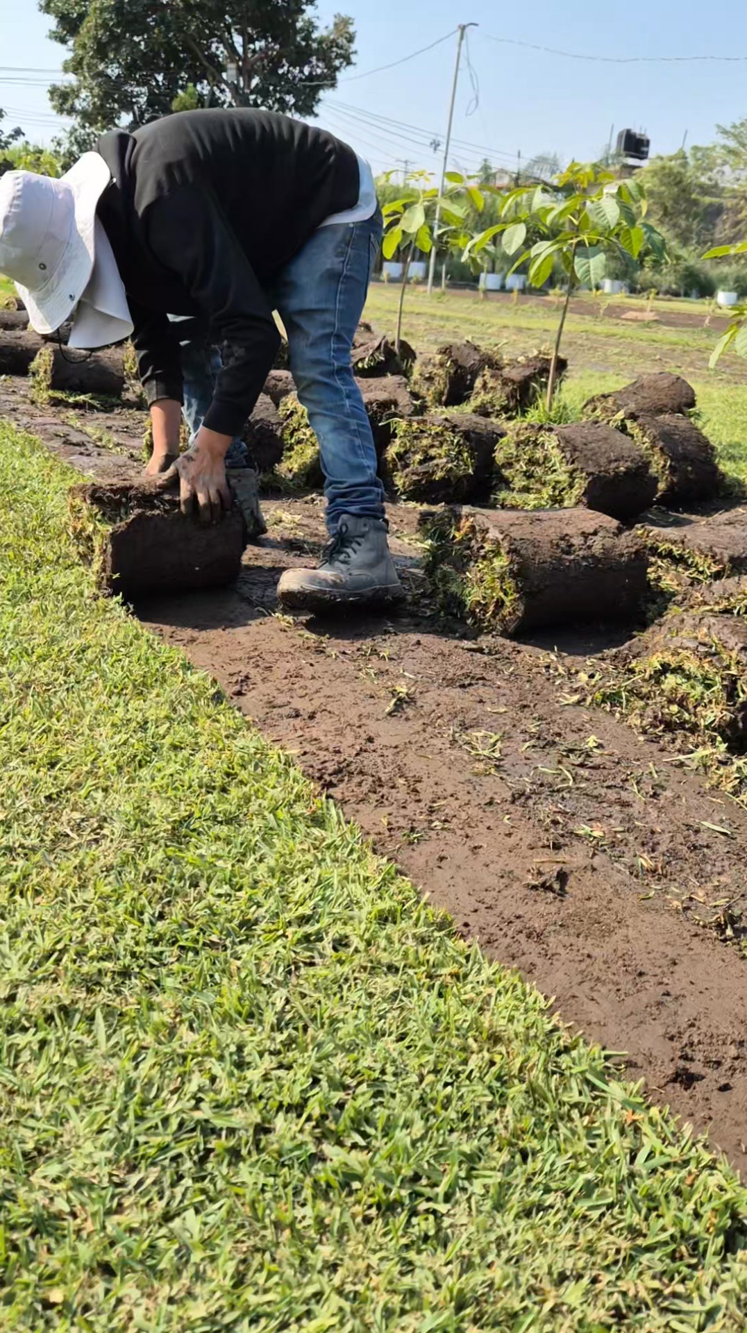 PASTO - Producción de pasto en rollo. 🌿 Envíos a nivel nacional. 🚛 ...