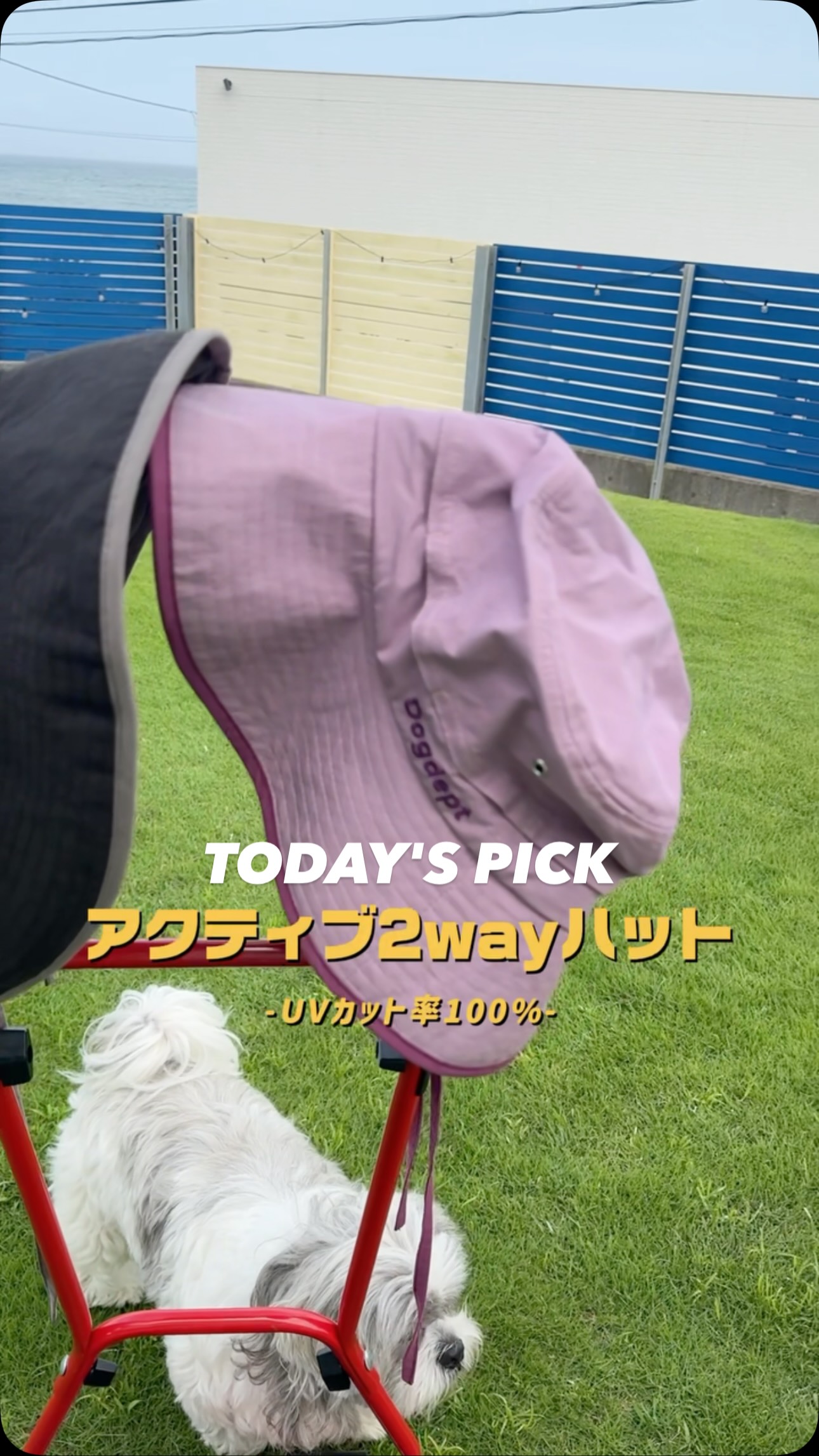 200台限定販売 / -compet × DOGDEPT collaboration cart- DOGDEPTから
