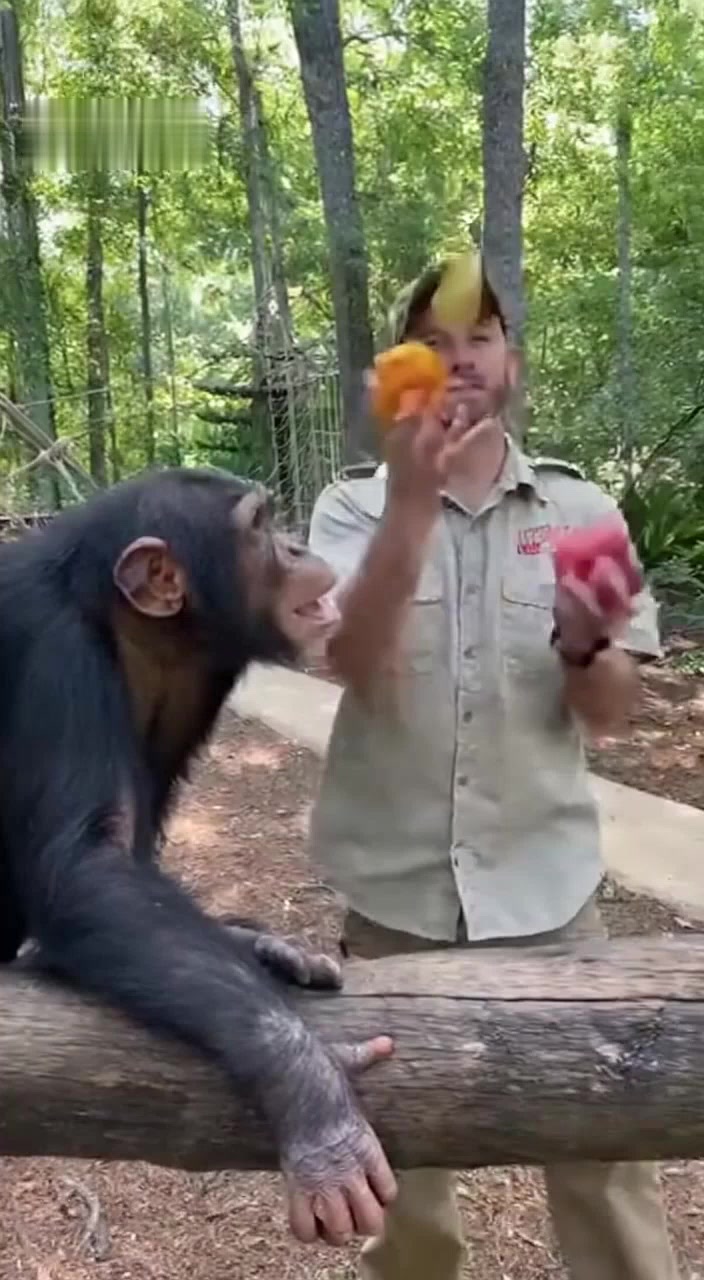 Adorable chimpanzee with his friend 💕 #chimpanzee #animals #viral # ...