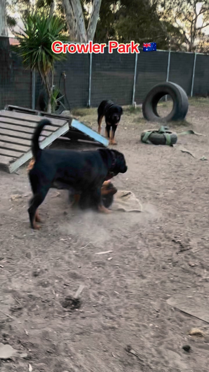 Growler Rottweilers on Reels | Facebook