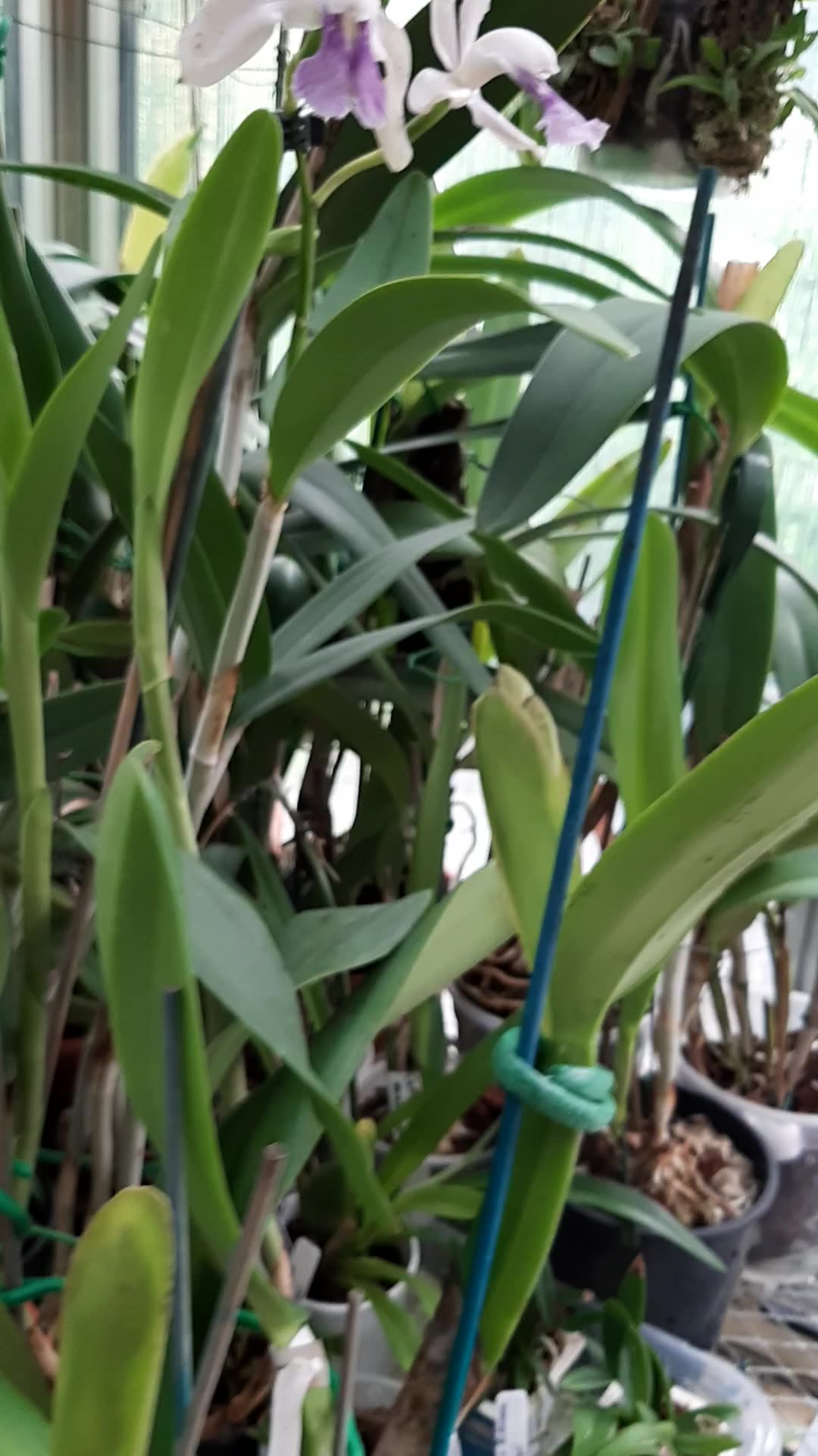 Cattleya gaskelliana semi-alba orchid variety