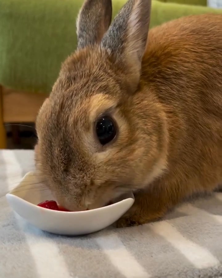 IG: rabbit_chikuwa | Bunny Instagram | Facebook