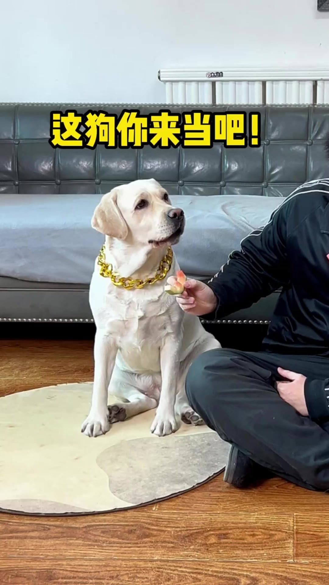 狗子：在这家里真没什么地位…😂😅 #萌宠出道计划 #狗狗用品 #狗狗 | 辛巴和汤圆 | Facebook