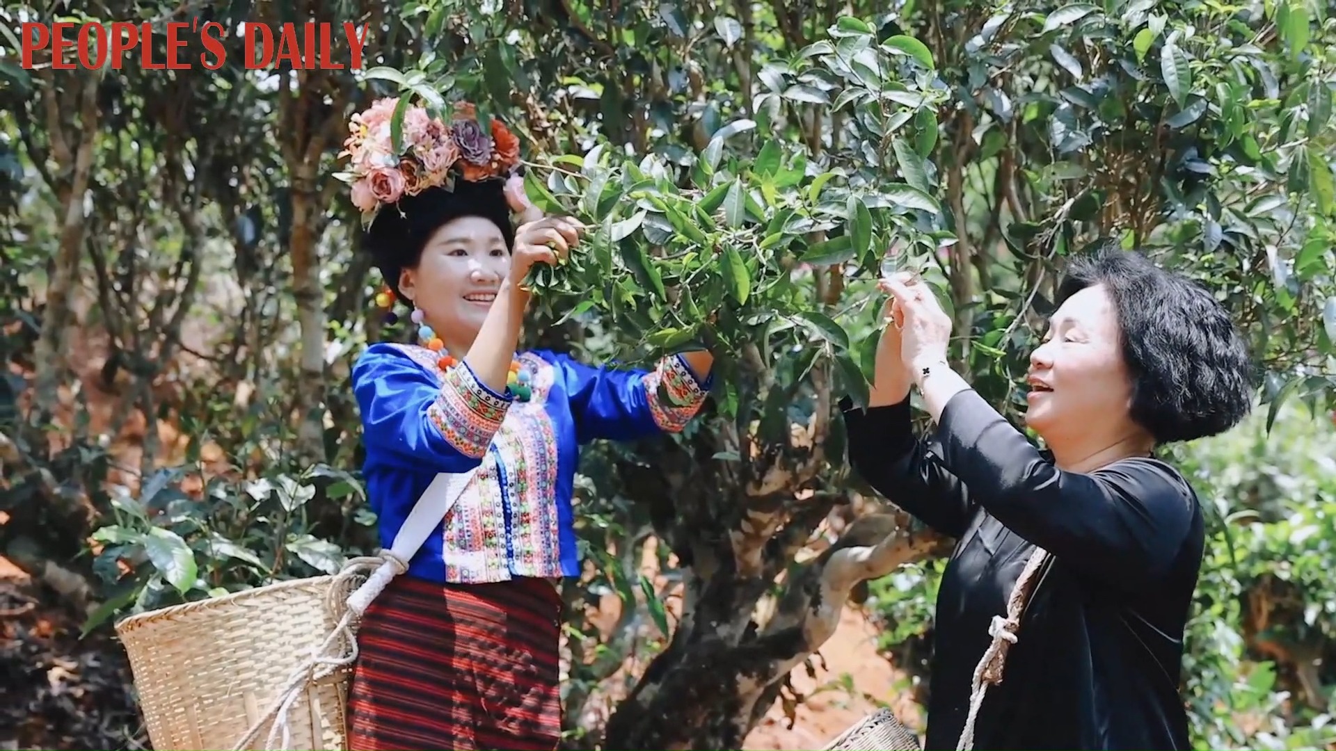 Tea lovers, rejoice! Nearly 4,600 hectares of tea trees are bursting ...