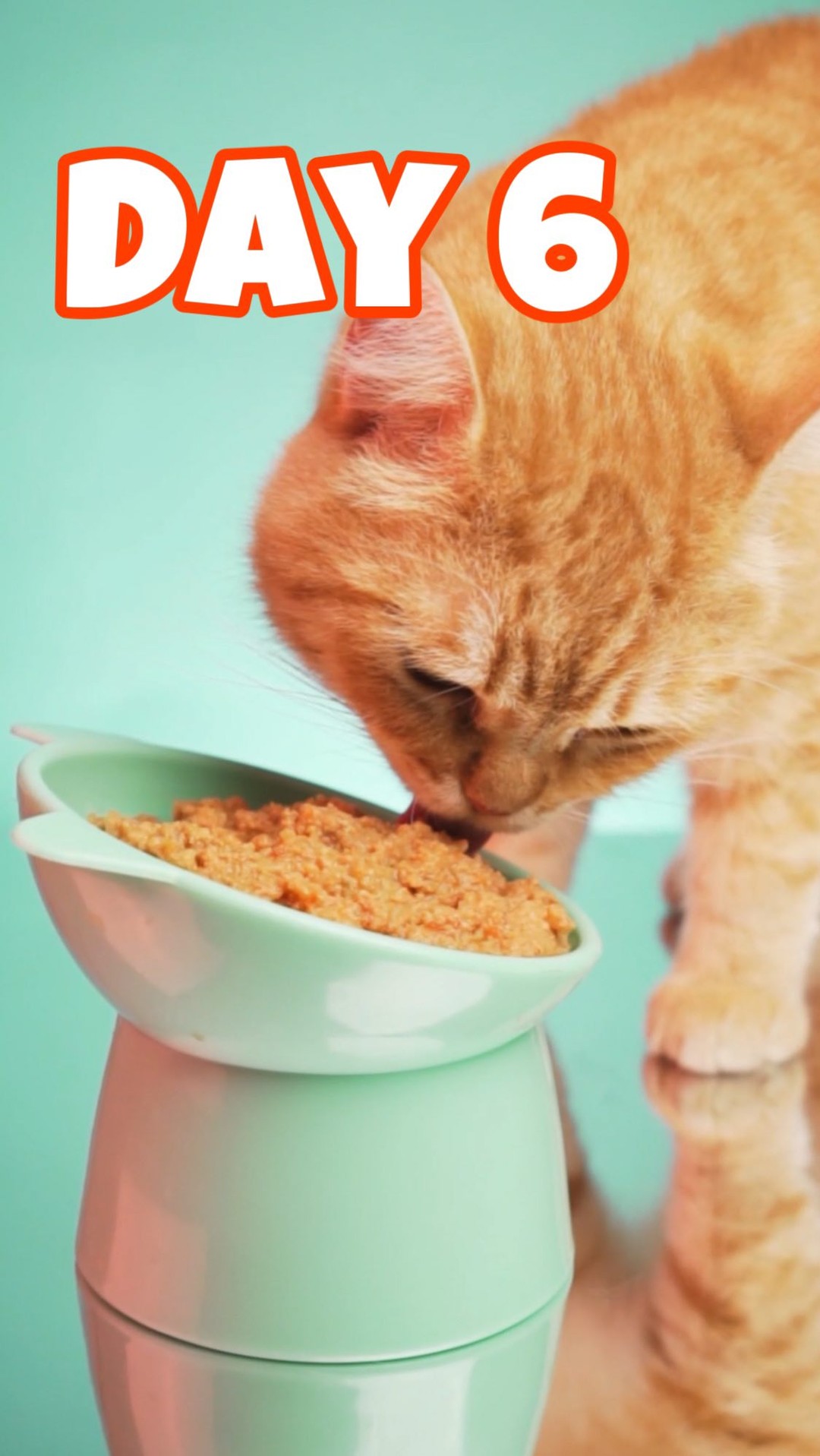 Image result for Avoid these food items for your Kittens. This is the day 6 of Parent ...