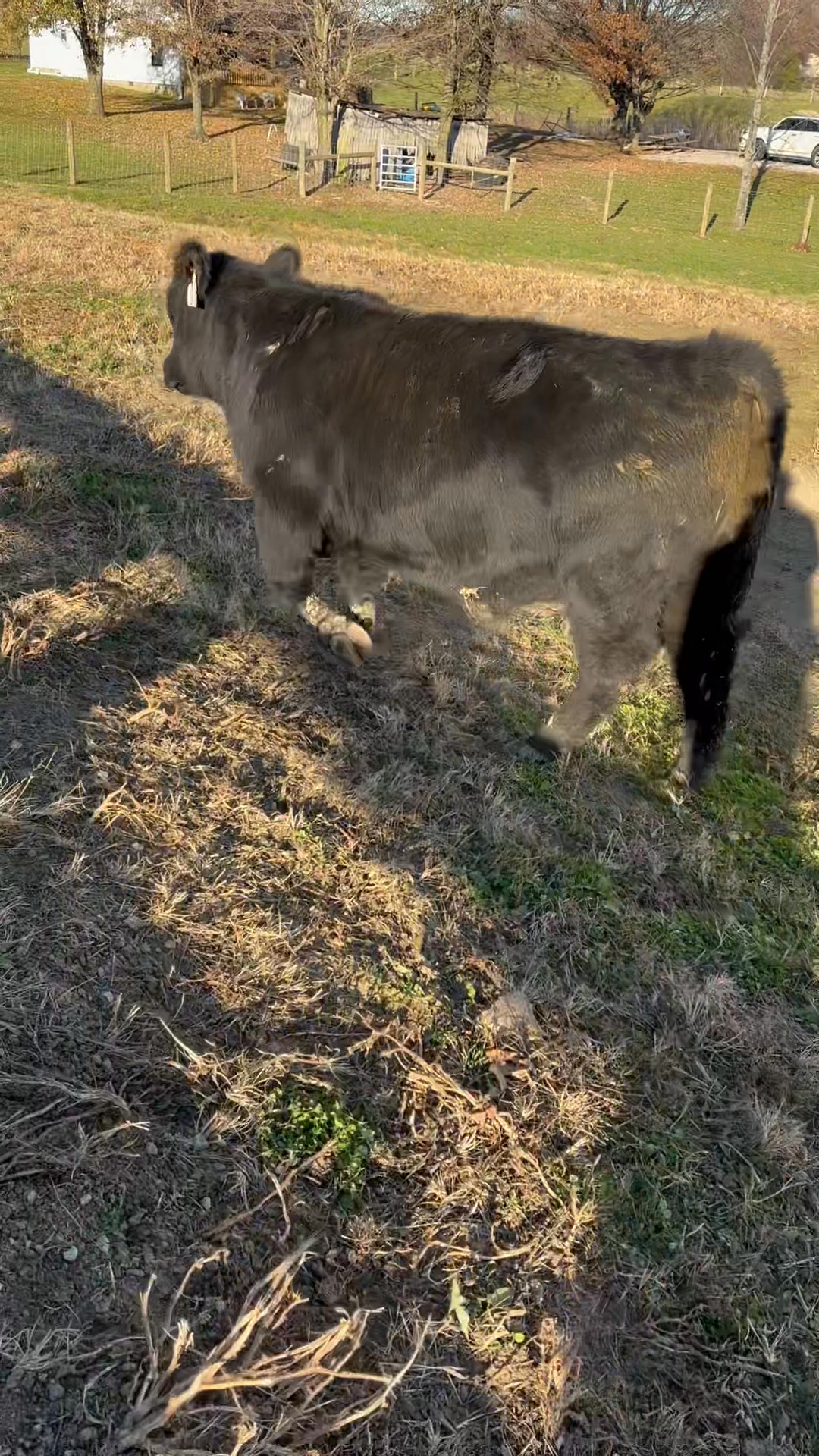 This stud (GRAF Storm) and his pasture buddy will be delivered to their ...