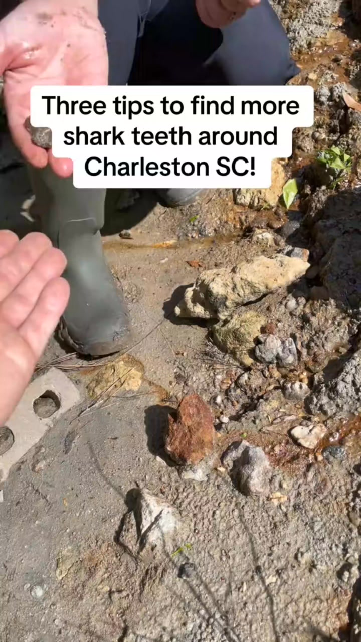 Best Shark tooth hunth of 2024! #megalodon #shark #fossils #charleston ...