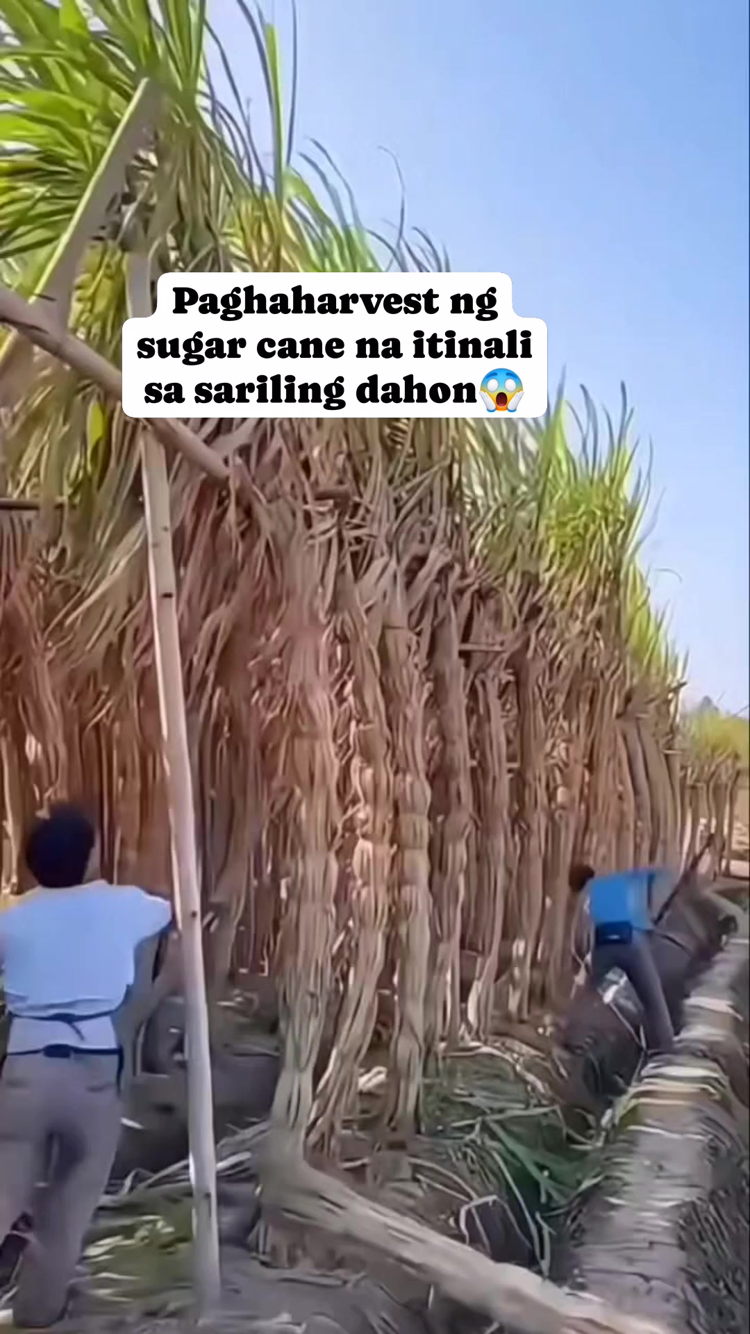 Pag haharvest ng tubo ng tinali sa sariling dahon #sugarcane # ...
