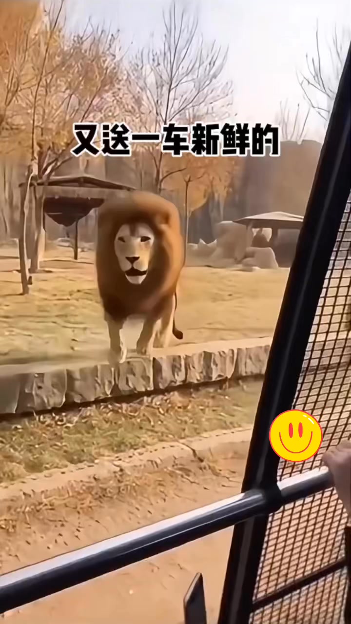 這遊客得舉動真是太冒昧了#搞笑配音[話題]# #搞笑 #搞笑視頻 #funnyreels #funnyvideos #funny | 天天笑一 ...